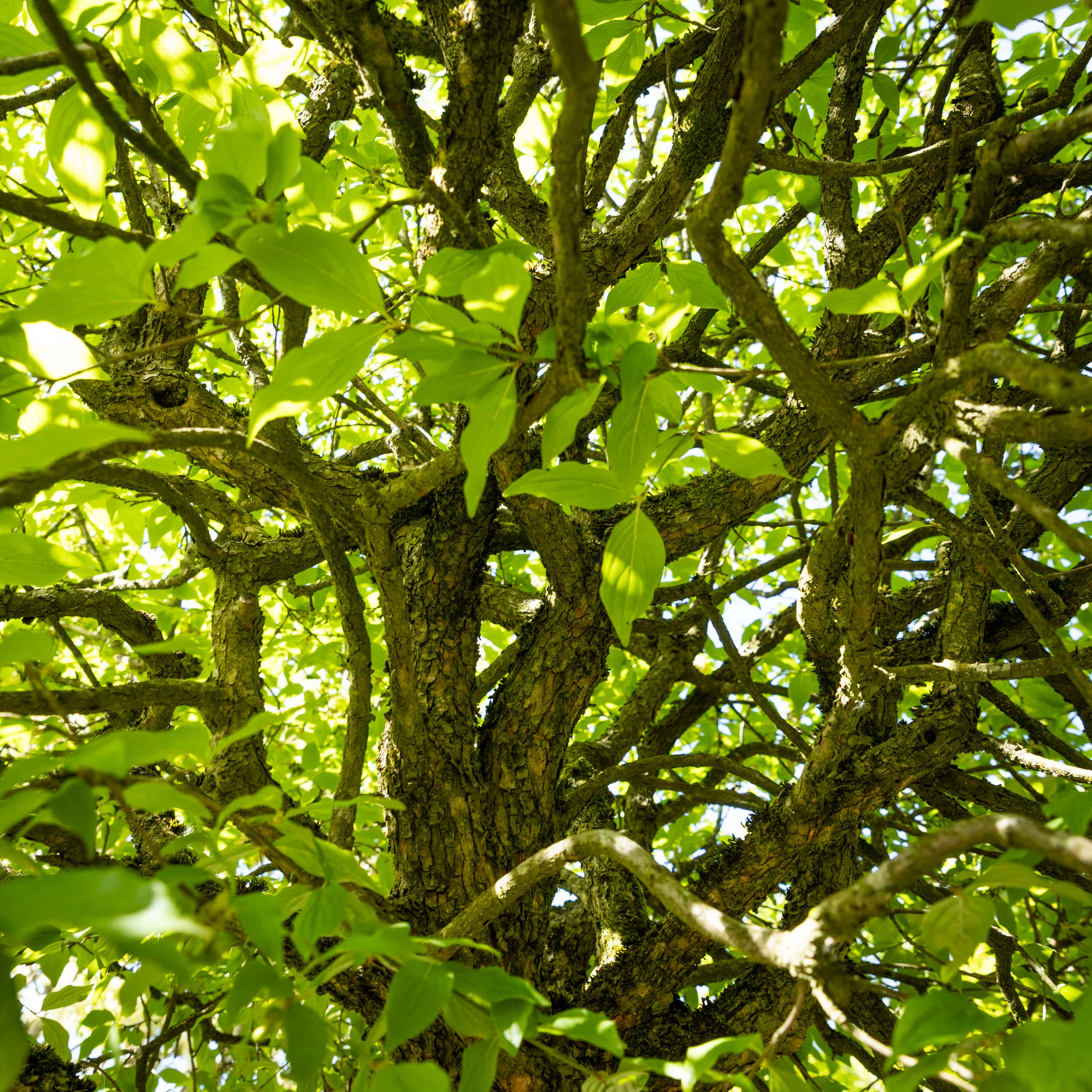 Cornus mas VJ